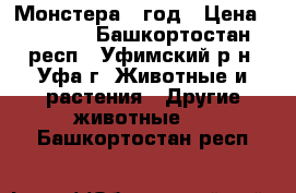 Монстера 1 год › Цена ­ 1 000 - Башкортостан респ., Уфимский р-н, Уфа г. Животные и растения » Другие животные   . Башкортостан респ.